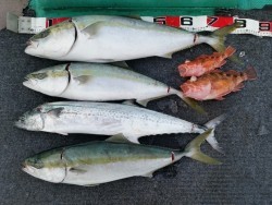清和丸 釣果