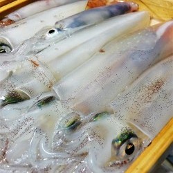 宝生丸 釣果