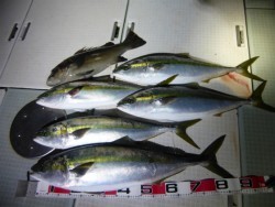 ふじしめ丸 釣果