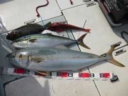 ふじしめ丸 釣果