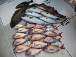 ふじしめ丸 釣果