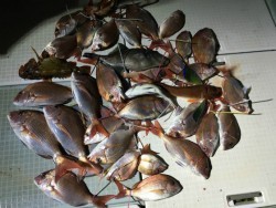 ふじしめ丸 釣果