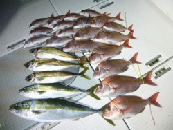 ふじしめ丸 釣果