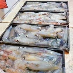 宝生丸 釣果