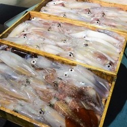 宝生丸 釣果