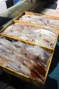 宝生丸 釣果