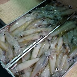 宝生丸 釣果