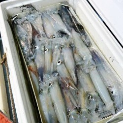 宝生丸 釣果