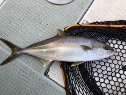 ふじしめ丸 釣果