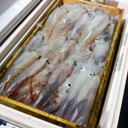 宝生丸 釣果
