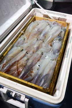 宝生丸 釣果
