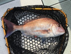 ふじしめ丸 釣果