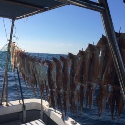 Blue.win 海人丸 釣果