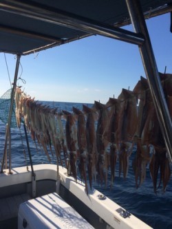 Blue.win 海人丸 釣果