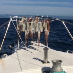 Blue.win 海人丸 釣果