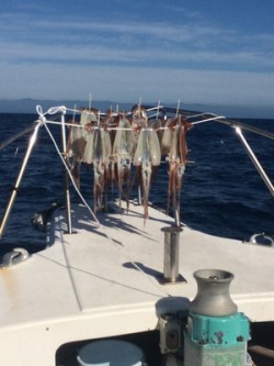 Blue.win 海人丸 釣果