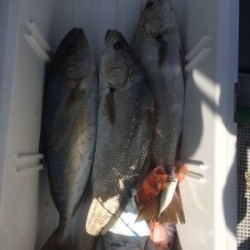 Blue.win 海人丸 釣果