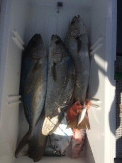 Blue.win 海人丸 釣果