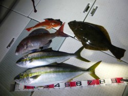 ふじしめ丸 釣果