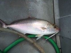 Blue.win 海人丸 釣果