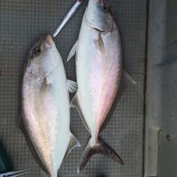 Blue.win 海人丸 釣果