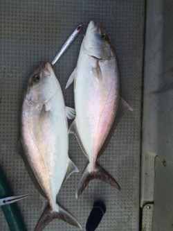 Blue.win 海人丸 釣果