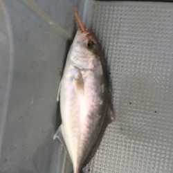 Blue.win 海人丸 釣果