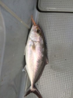 Blue.win 海人丸 釣果