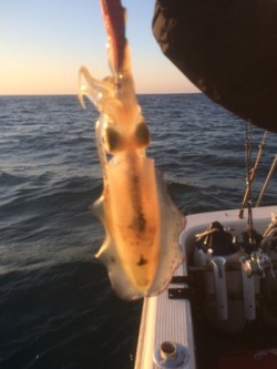 Blue.win 海人丸 釣果