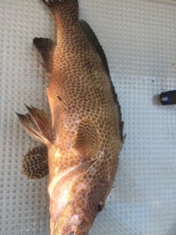 Blue.win 海人丸 釣果