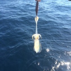 Blue.win 海人丸 釣果