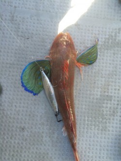 Blue.win 海人丸 釣果