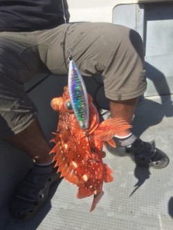 Blue.win 海人丸 釣果