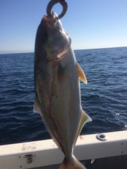 Blue.win 海人丸 釣果