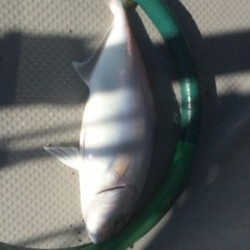 Blue.win 海人丸 釣果