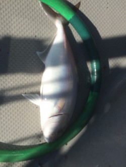 Blue.win 海人丸 釣果