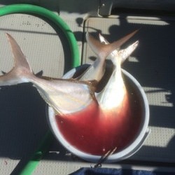 Blue.win 海人丸 釣果