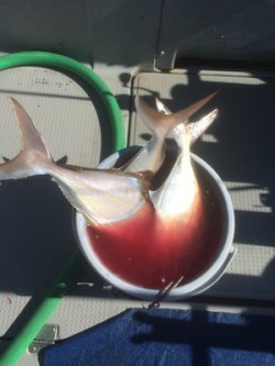 Blue.win 海人丸 釣果