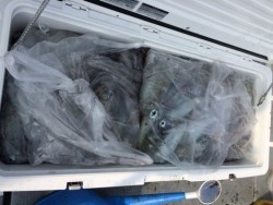 エヌスタイル 釣果