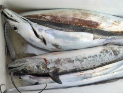 浜栄丸 釣果