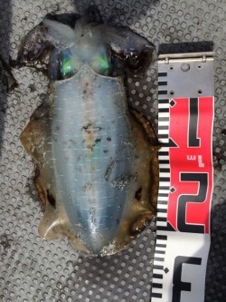 エヌスタイル 釣果