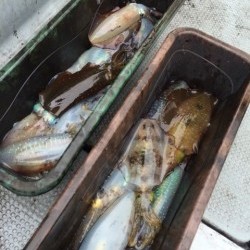 エヌスタイル 釣果