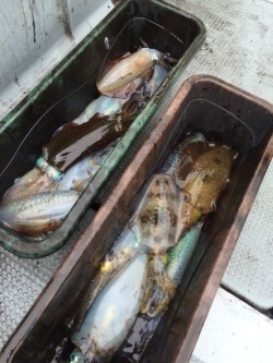 エヌスタイル 釣果