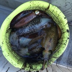 エヌスタイル 釣果