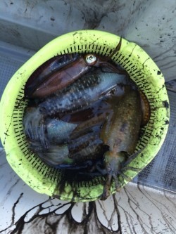 エヌスタイル 釣果