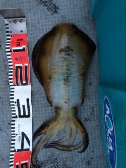 エヌスタイル 釣果