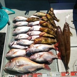 チャモロ 釣果