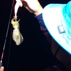 エヌスタイル 釣果