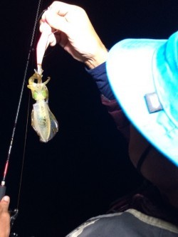 エヌスタイル 釣果