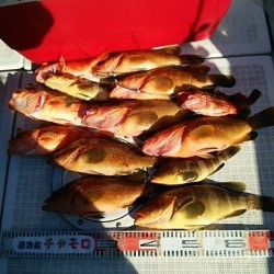 チャモロ 釣果